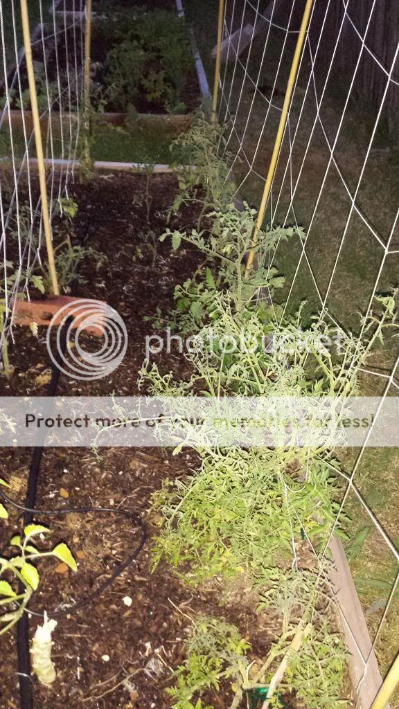  photo 2014-05-15203656_zpsb1d25eb2.jpg